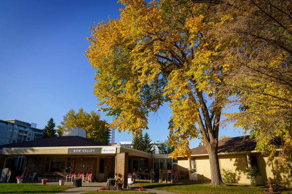 a tree with yellow leaves in front of a building