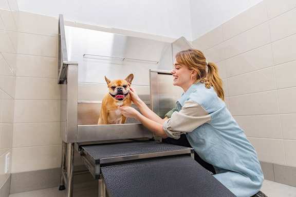 Dog Wash at Southpark on Whyte, Alberta