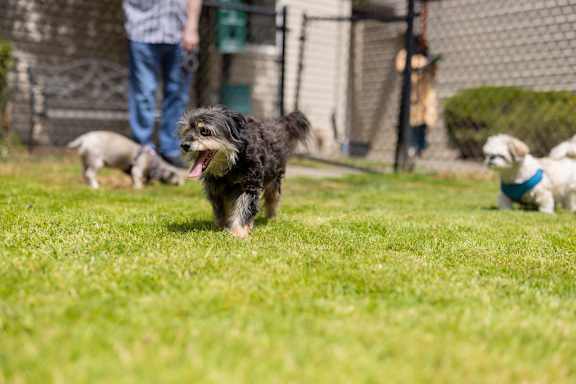 A small black dog is running in the foreground with other dogs in the background.