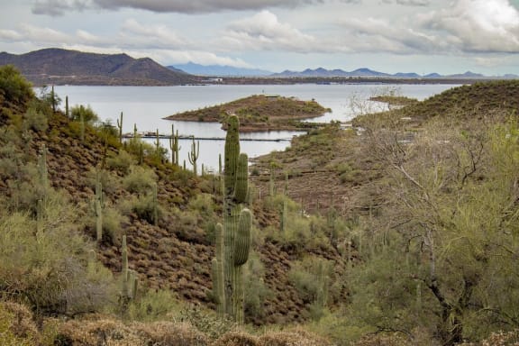 a view of the lake from a hillside with saguaro cactus