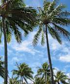 Stock photo of palm trees