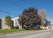 Thumbnail 5 of 7 - A tree with purple leaves is in front of a building.