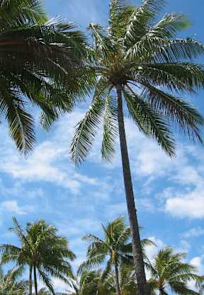 A storefront with the name "KAMANAALI" is visible with palm trees in the background.