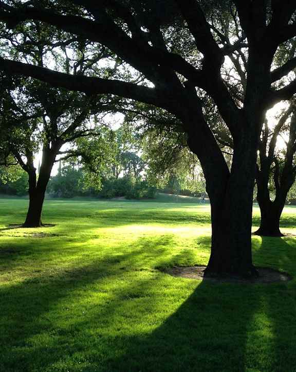 A large tree stands in the middle of a grassy field.