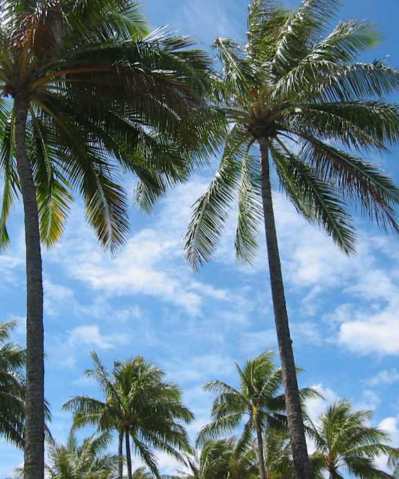 Stock photo of palm trees