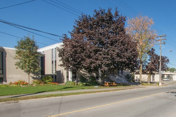 A tree with purple leaves is in front of a building.