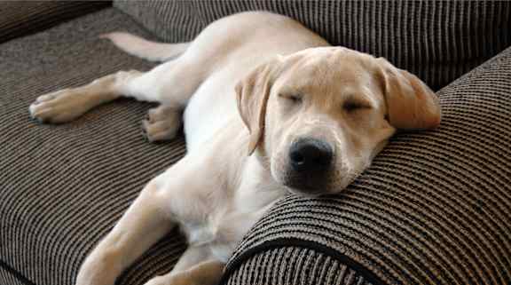 A dog is sleeping on a brown couch.