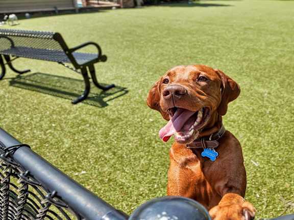 A brown dog with a blue tag on its collar is sitting on a grassy field. at Vermella Lyndhurst apartments, Lyndhurst, NJ, 07071