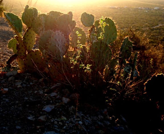 a group of cactus in the desert at sunset