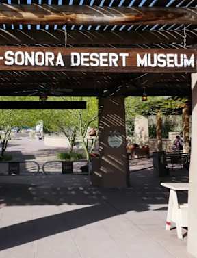 The Arizona Sonora Desert Museum is a popular tourist destination.