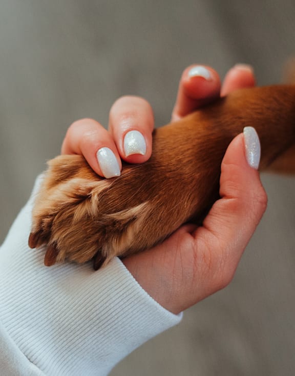 Pet Friendly Apartments