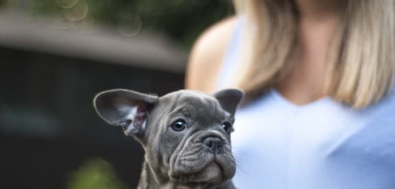 Stock image of dog