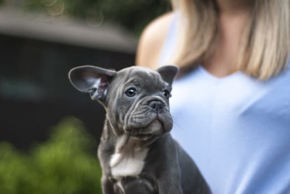 Stock image of dog