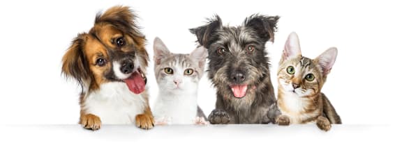 a group of dogs and cats sitting on a banner