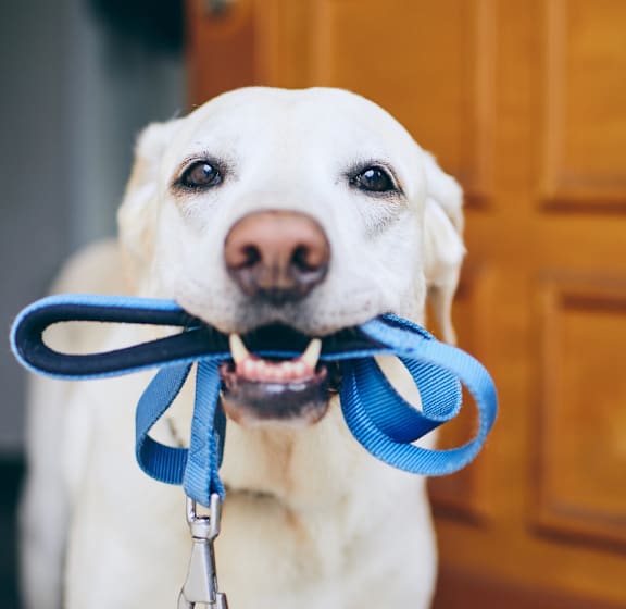 Dog holding leash in his mouth at Ambassador West Apartments, Phoenix, 85003