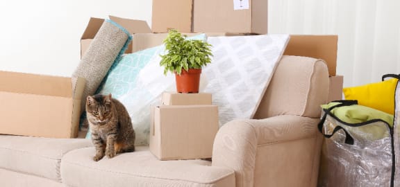 vacant apartment with boxes, furniture and cat