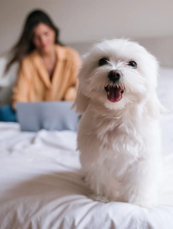 White small dog on bed with woman.