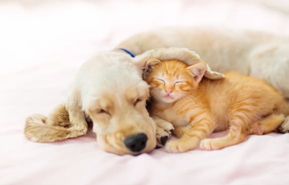 a dog and a cat laying on a bed