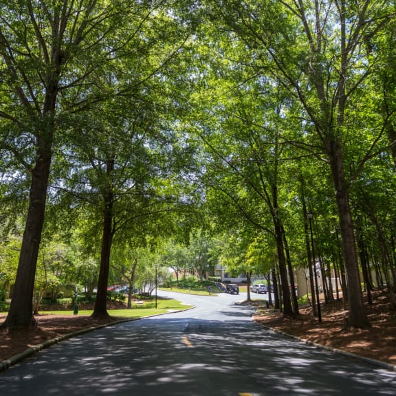 a street with trees on both sides of a road