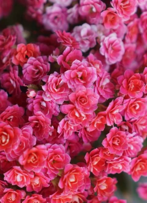 a bunch of flowers that are sitting on a table