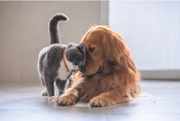 three kittens in the arms of a person