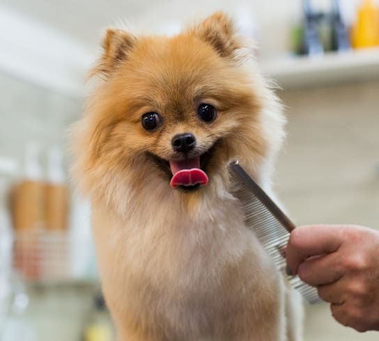 A small brown dog is being groomed by a person using a comb.