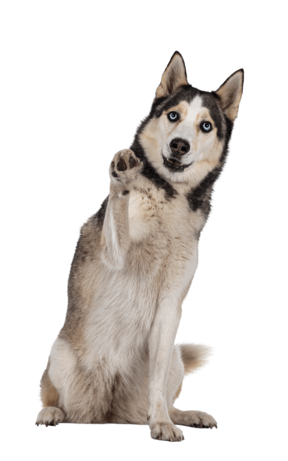 Dog Friendly at Lombardi Apartments, California, 91367
