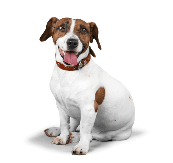 A dog with a brown collar is sitting against a black background.