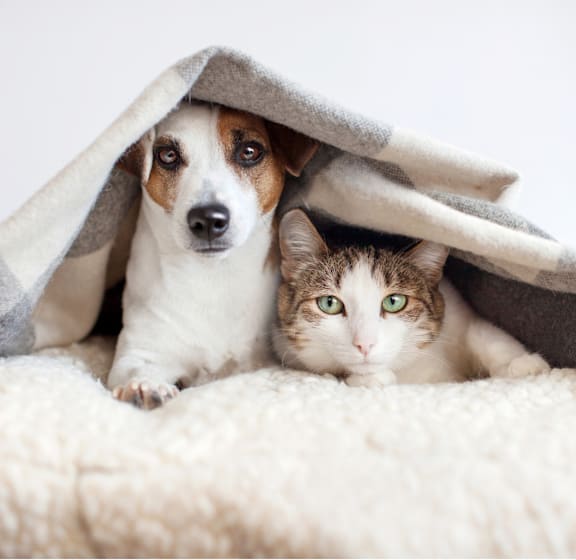 A dog and a cat are peeking out from under a blanket.