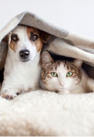 A dog and a cat are peeking out from under a blanket.