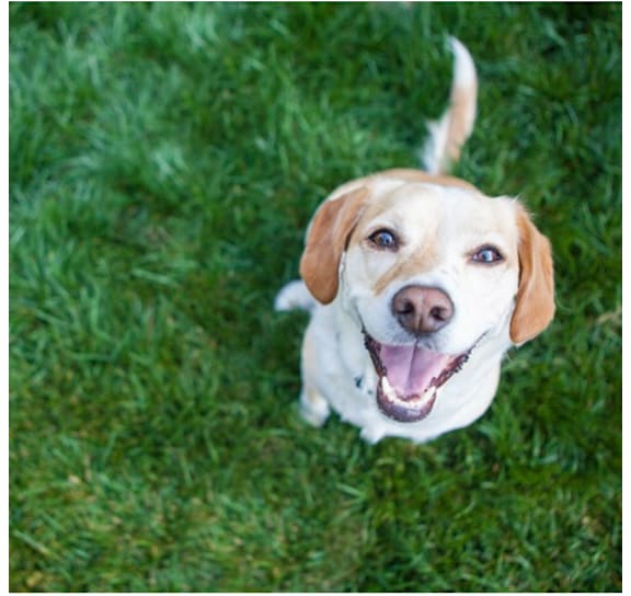 A dog looking up at the camera with its mouth open.