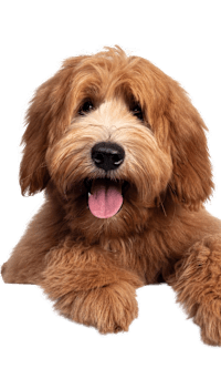 A brown dog with its tongue out is peeking over a white surface.
