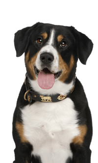 A dog with a black, white and brown coat is wearing a black collar with gold studs.
