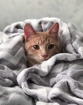 an orange cat wrapped up in a blanket at Beckett Farms Apartments, PRG Real Estate Management, Fort Mill