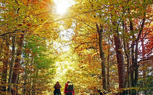 Two people walking a dog in a forest.