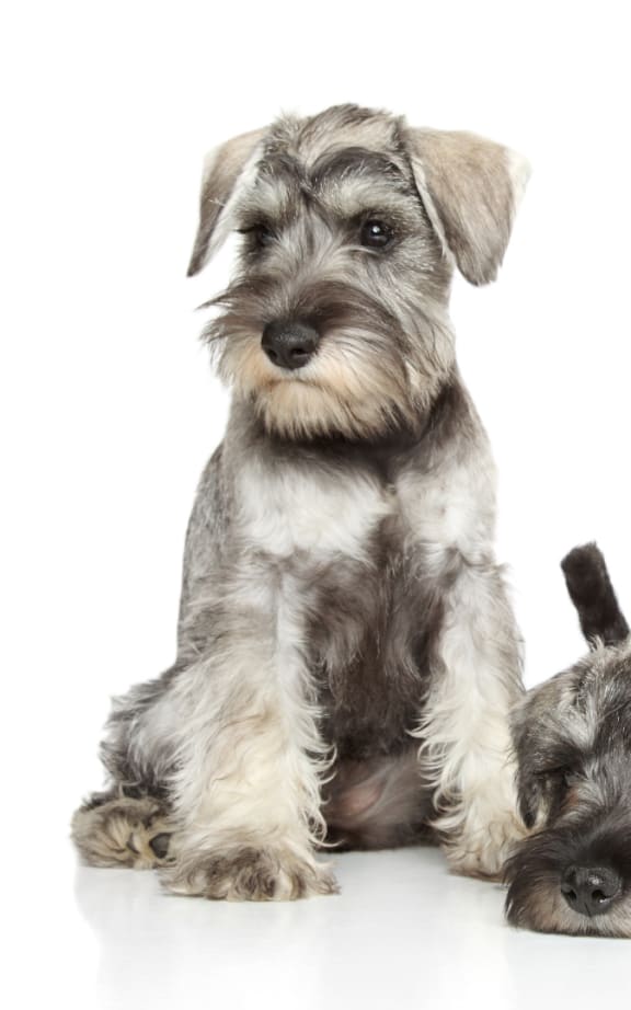 two dogs sitting next to each other on a white background