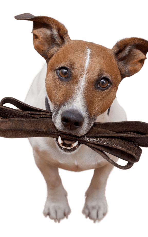 a brown and white dog holding awalker in its mouth