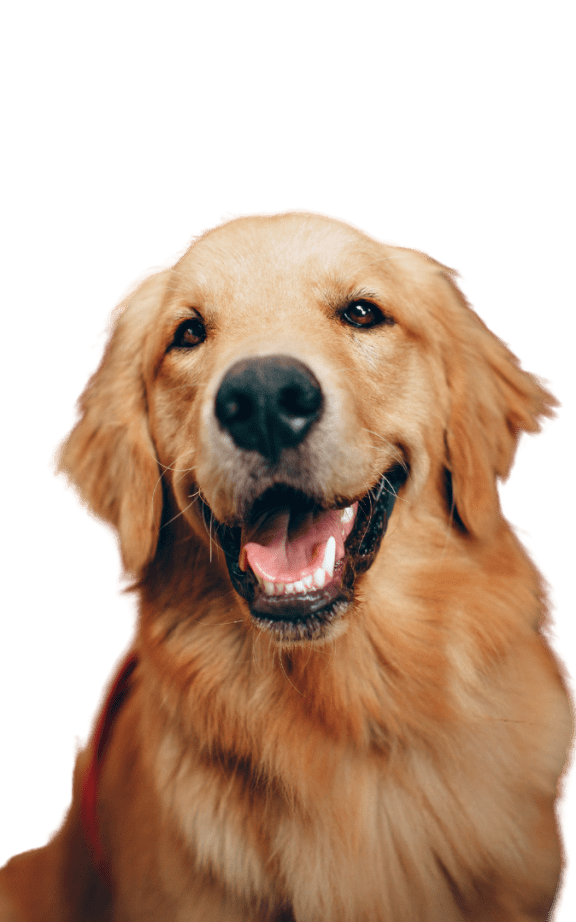 a photo of a dog with its tongue out