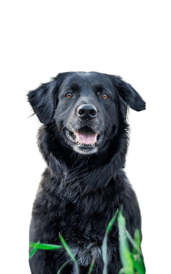 a brown dog sitting in front of a white background