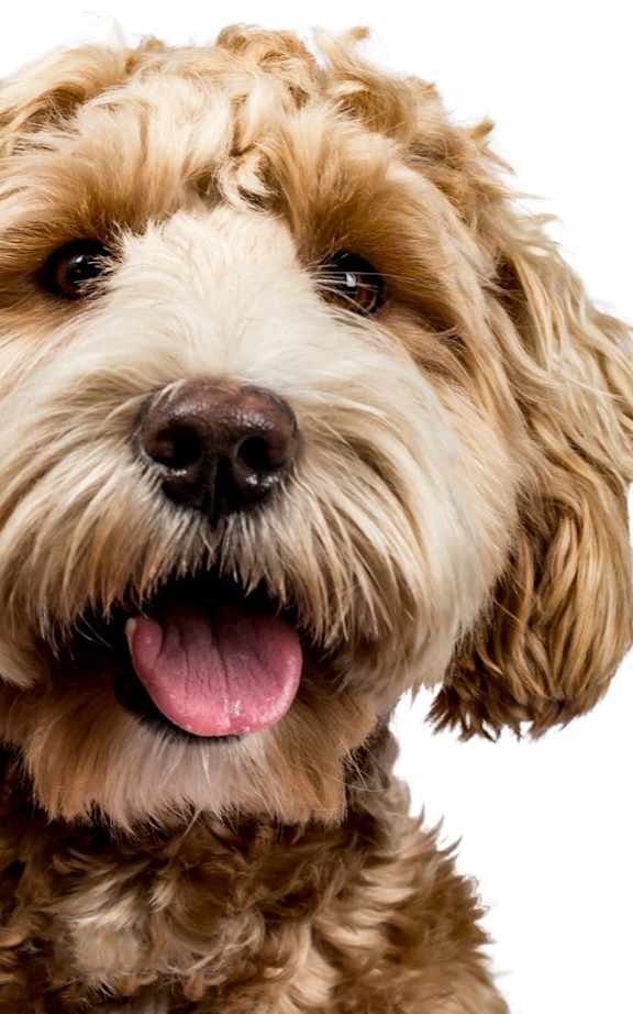 A close-up of a dog with a white and brown coat, its tongue out, and looking directly at the camera.