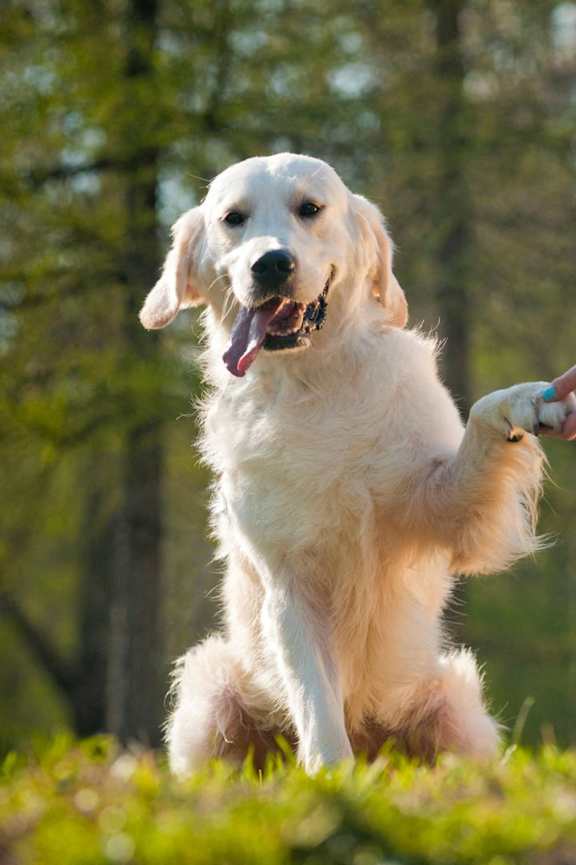 A golden retriever is playfully interacting with a human hand in a grassy area.