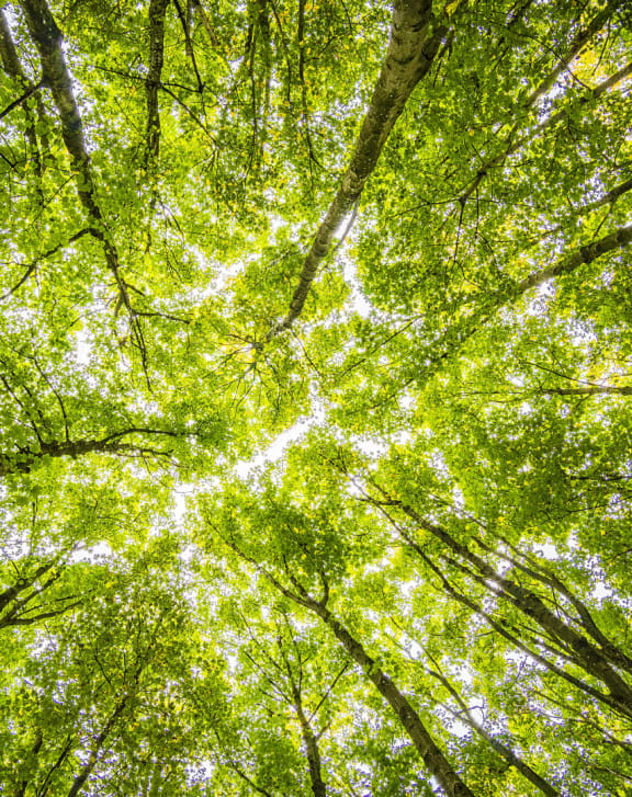 a view of the canopy of trees in a forest