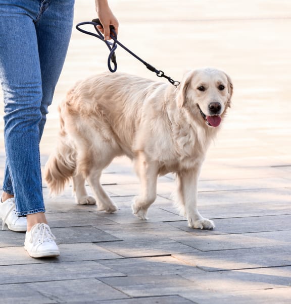 a person walking a dog on a leash