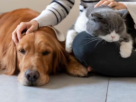 a person petting a cat and a dog on the floor