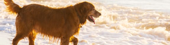a brown dog walking on the beach with the ocean in the background