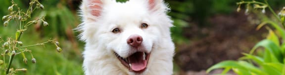 a white dog sitting in the grass