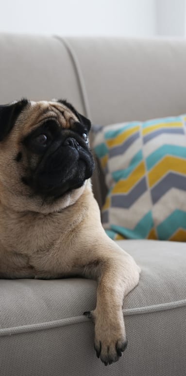 A pug dog is sitting on a grey couch.