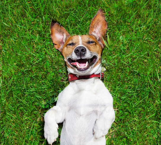 A dog with a red collar is lying on its back on the grass.