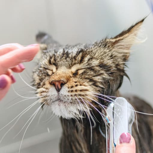 a cat getting a bath with its head being sprayed with water at The Locks Apartments, Richmond Virginia