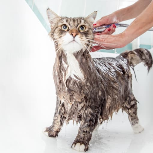 a cat being washed in a bathtub with water being sprayed on it